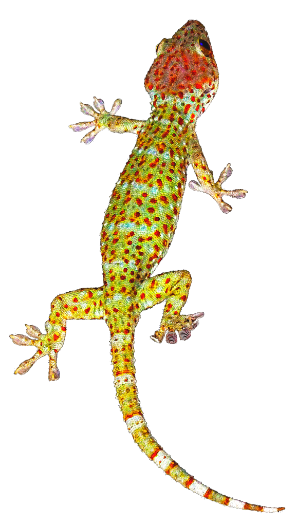 gecko transparent